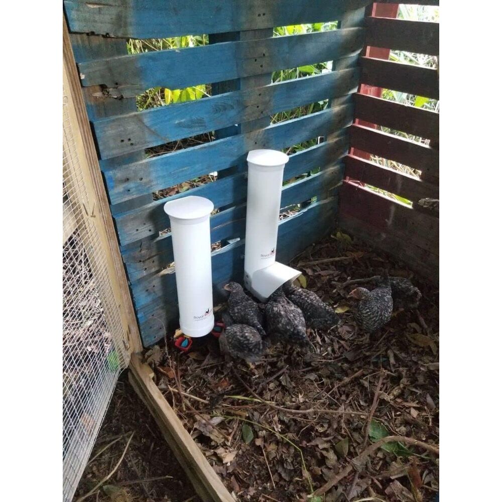 Royal Rooster Chicken Feeder and Waterer Set, 1 Gal Waterer & 7lb Feeder - Picture 7 of 8